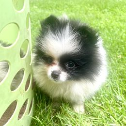 Maddie - Black parti female Pomeranian puppy in Cass City, Michigan from Lil'Fevre Chihuahuas