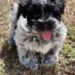 Miniature Schnauzer Puppies from K&K Precious Tx schnauzers