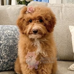 Tiggy - Goldendoodle