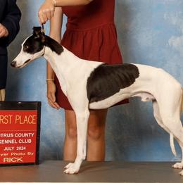 Riptide - Whippet