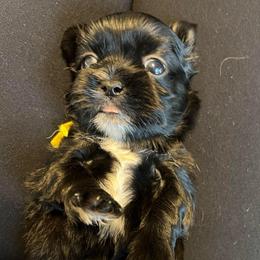 Yellow - Faith Hill - Black and white female Shorkie puppy in Mays Landing, New Jersey from Fancy Paws Shorkies & Shih Tzus