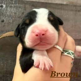 Brown boy - Black, white and red male Greater Swiss Mountain Dog puppy in Hockessin, Delaware from Simply Swissies
