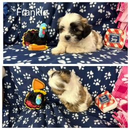 Frankie - White male Lhasa Apso puppy in Cincinnati, Ohio from Shangri-La Lhasa Apsos