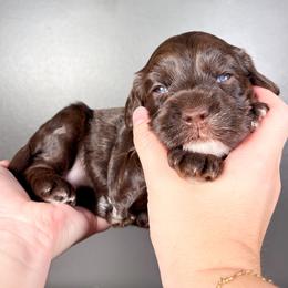 Tamale - Apricot female Australian Labradoodle puppy in Decatur, Alabama from Southern Meadows Doodles