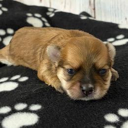 Female Morkie - Gold female Morkie puppy in Monticello, Iowa from Ashley’s Puppies