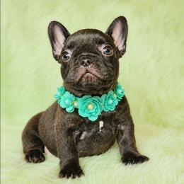 Buttercup - Black female French Bulldog puppy in Maplewood, New Jersey from Poos&Bulls Keepsake