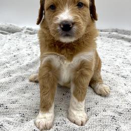 Goldendoodle Puppies from Cane Creek Goldendoodles