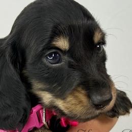 Izzy🩷 - Black and cream female Dachshund puppy in New Braunfels, Texas from 2 Knights Doxies