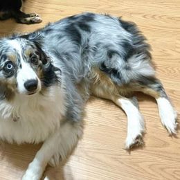 Australian Shepherds from Sundown Aussies