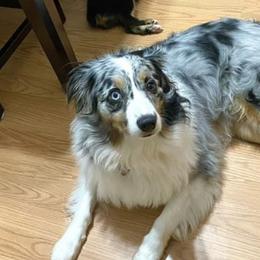 Australian Shepherds from Sundown Aussies