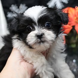 Omega - Black male Mi-Ki puppy in Elizabeth, Colorado from Royal T Mi-Kis