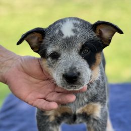 Girl 2 - Australian Cattle Dog puppy in Menifee, California from CLS Australian Cattle Dogs