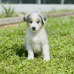 Sunny - Blue merle Australian Shepherd puppy in Florida from Florida Australian Shepherds