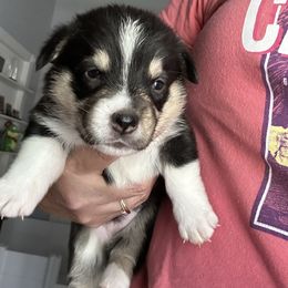 Blue collar - Black and tan female Pembroke Welsh Corgi puppy in Apopka, Florida from Connie’s Corgies