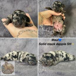 Maui 3,250 - Dapple male Dachshund puppy in Gatesville, Texas from Emily’s Doxie Domain