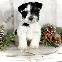 Miniature Schnauzer Puppies from Silver Sage Schnauzers