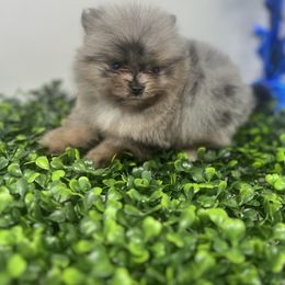 Caesar - Blue merle Pomeranian puppy in Brentwood, California from Royalpawpoms