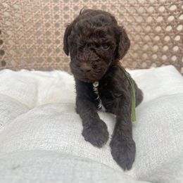 Bronco - Brown male Poodle puppy in Tucson, Arizona from Desert Doodles + Poodles