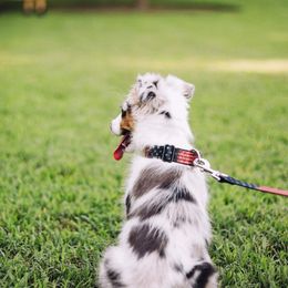 Miniature Australian Shepherds from Porter's Pretty Puppies