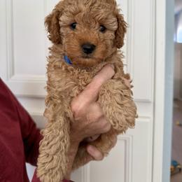 Tater - Red  male Poodle puppy in Vacaville, California from Little Gall Reds