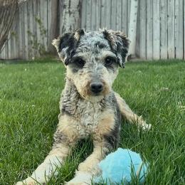 Kuna - Aussiedoodle