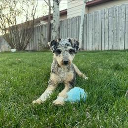 Kuna - Aussiedoodle