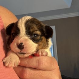 Papillon Puppies from Heather's Papillons