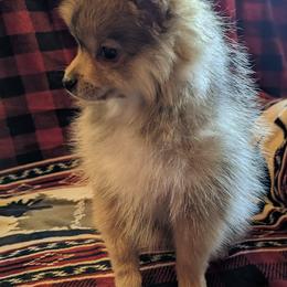 Pomeranians from Kingdom