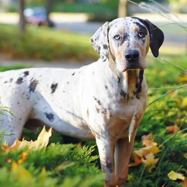 Catahoula Leopard Dog