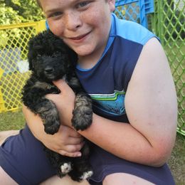 Midnight - Tri-color female Bernedoodle puppy in Candia, New Hampshire from Joyful Pastures Homestead
