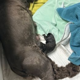 Red collar - Brown and tan male Cocker Spaniel puppy in Cleveland, Ohio from Buckeye Country Kennel