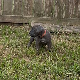 Sampson - Gray male Cane Corso puppy in Sienna, Texas from Robinson Elite Corsos