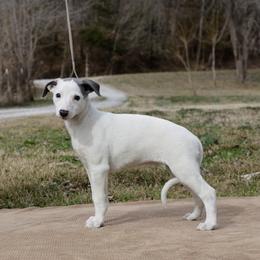 Blizzard - White and blue female Whippet puppy in Gentry, Arkansas from Mardel Robeson of Mulberry Hollow Whippets