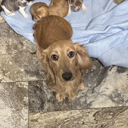 Pippa - Dachshund