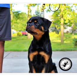 Rottweiler Puppies from Von Fields Rottweiler Kennels