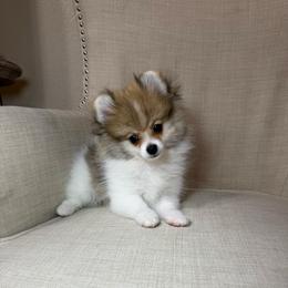 Zane - Orange parti male Pomeranian puppy in Phoenix, Arizona from Luxpomz