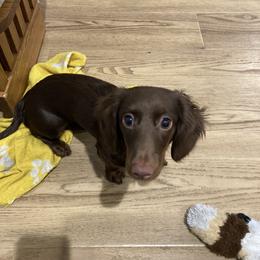 Dachshund All Grown Up from Brit’s Doxie Crossing