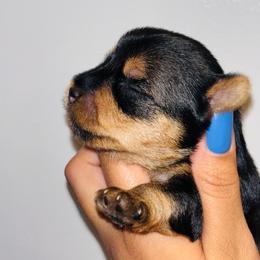 Winston - Black and tan male Yorkshire Terrier puppy in Aurora, Illinois from YorkieLux
