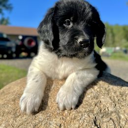 PEBBLES - White and black female Newfoundland puppy in Tully, New York from Bear Paw Newfoundlands