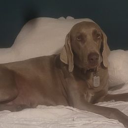 Astria - Weimaraner