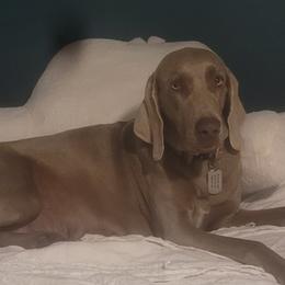 Astria - Weimaraner