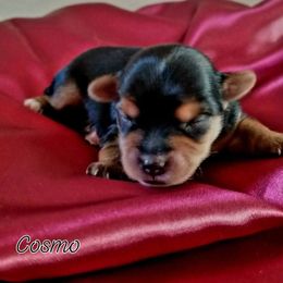 Cosmo - Black and tan male Yorkshire Terrier puppy in Hot Springs, Arkansas from Kimberly's Lovable Littles