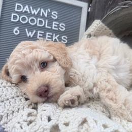 Cream - Cream male Goldendoodle puppy in Mc Cutchenville, Ohio from Dawn's Doodles