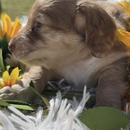 Seth - Chocolate and cream male Dachshund puppy in Bentonville, Arkansas from T & D Dachshunds by design