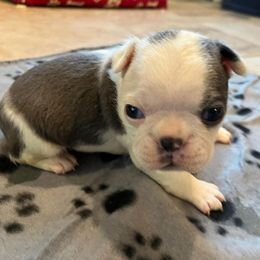 Boston Terrier Puppies from Boston Terriers of Conroe