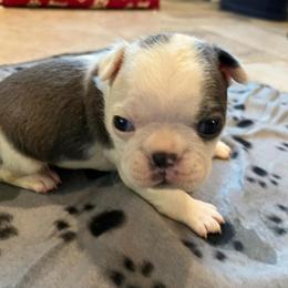 Boston Terrier Puppies from Boston Terriers of Conroe