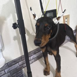 Boy 1 (black collar) - Red and rust male Doberman Pinscher puppy in Elgin, Texas from New Horizons Kennels
