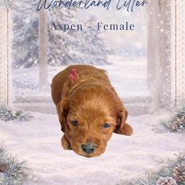 Aspen - Red  female Goldendoodle puppy in Canton, Georgia from Teddy Puppies
