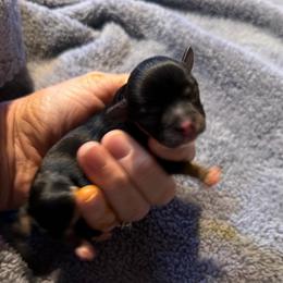 Frida - Black and tan female Chihuahua puppy in Seneca, Missouri from Stephanie’s Puppy Colony