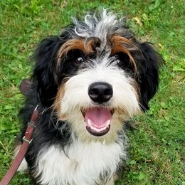 Maple - Bernedoodle